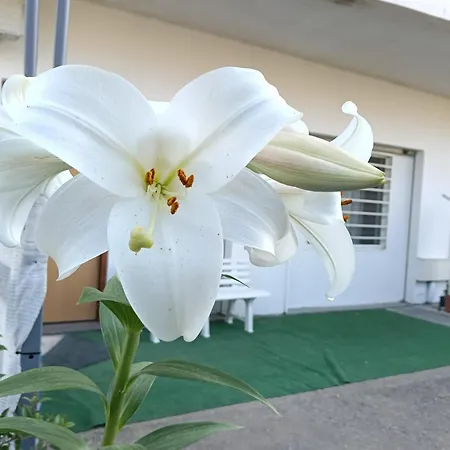 Apartamento Deliziosa House - *