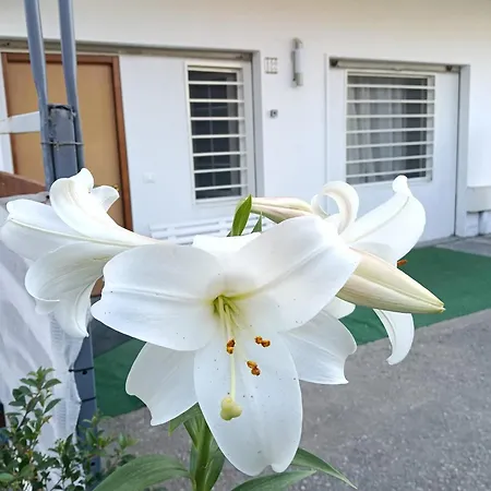 Appartement Deliziosa House - *