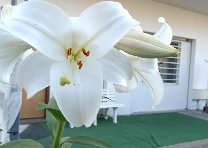 Apartamento Deliziosa House - *